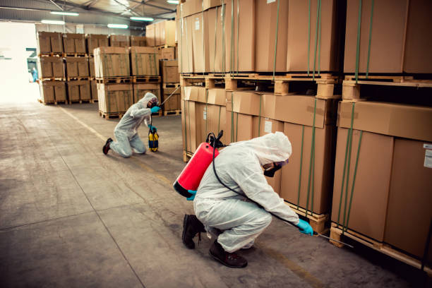 Best Wasp Removal Services  in Kahoka, MO